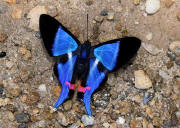 Rhetus%20dysonii%203961 004d small - Learn Butterflies