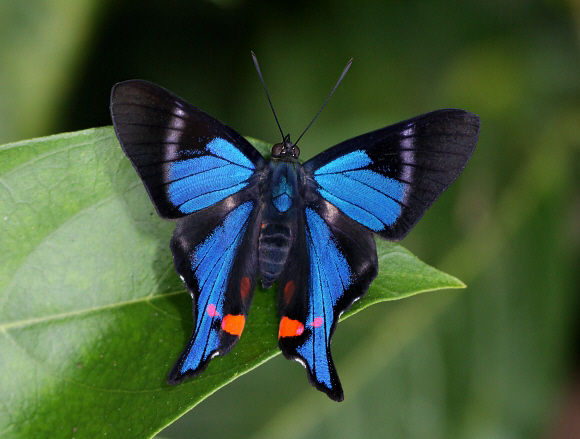 Rhetus%20periander%205424 002v - Learn Butterflies