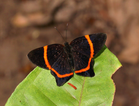 Lysippus Metalmark