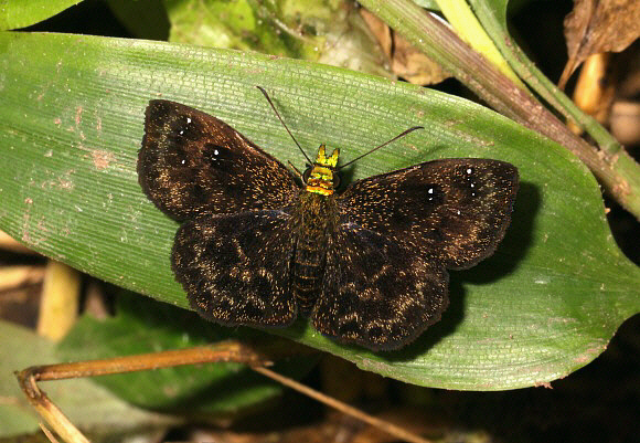 Staphylus chlora, Satipo, Peru - Adrian Hoskins