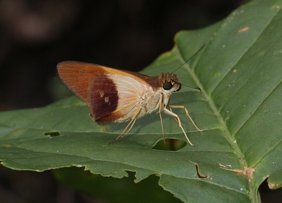 Cramer’s Proboscis Skipper