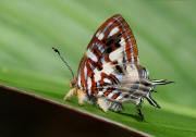 Sarota%20chrysus%203736 001a small - Learn Butterflies