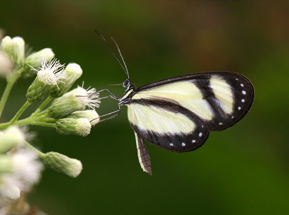 Hübner’s Glasswing