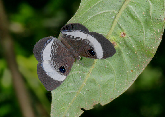 Croesus Eyemark