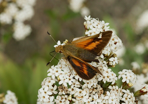 Tres Cruces Skipper