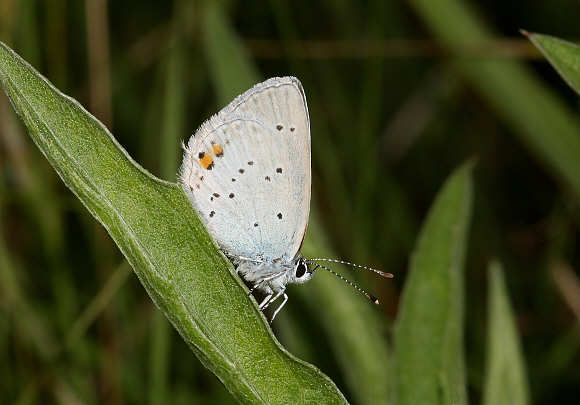 Short tailed%20Blue%2009PBJa - Learn Butterflies