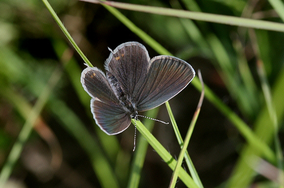 Short-tailed Blue