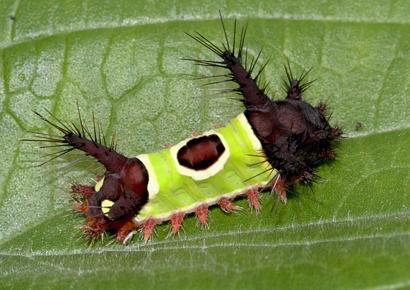 Amazon Saddleback (Sibine argentata)