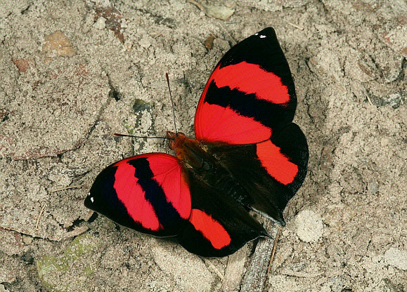 Scarlet Leafwing