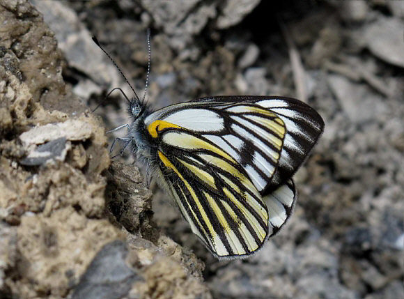 Oberthür’s White