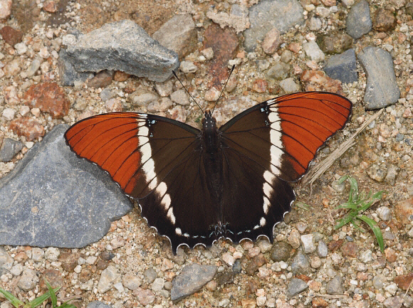 Rusty-tipped Page