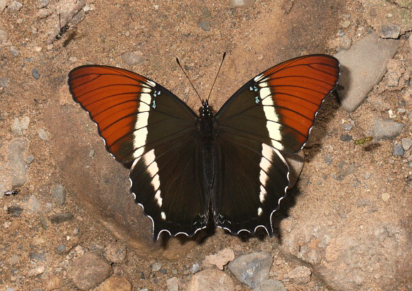 Siproeta epaphus, Satipo, Peru ï¿½ Adrian Hoskins