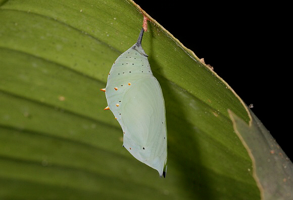 Siproeta%20epaphus%200421 001a - Learn Butterflies