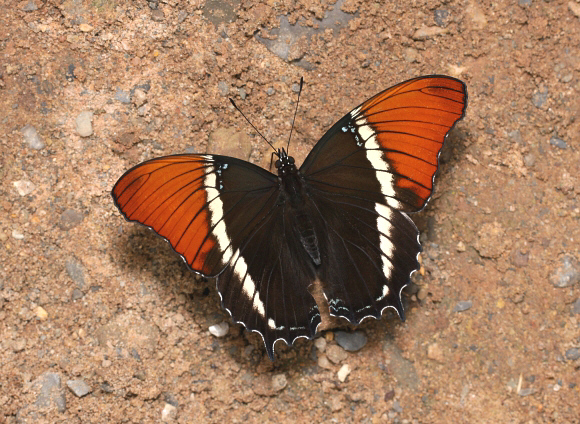 Siproeta epaphus, Satipo, Peru ï¿½ Adrian Hoskins