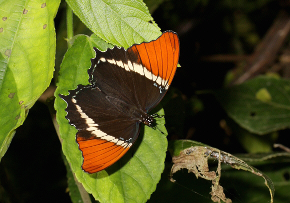 Siproeta epaphus, Satipo, Peru ï¿½ Adrian Hoskins