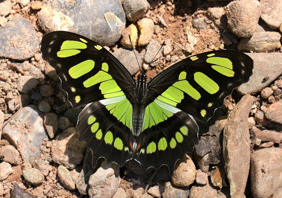 Siproeta stelenes, Satipo, Peru ï¿½ Adrian Hoskins