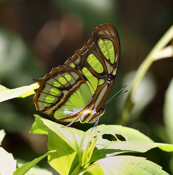 Malachite