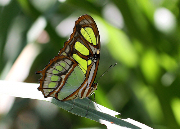 Siproeta stelenes, Catarata Bayoz, Le Merced, Peru ï¿½ Adrian Hoskins