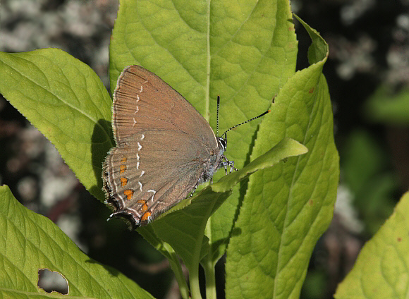 Sloe Hairstreak