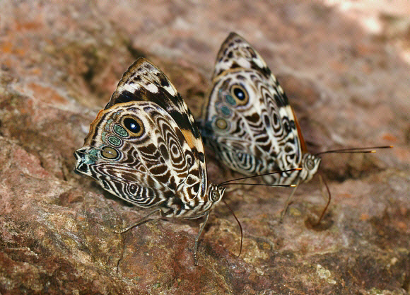 Blomfild’s Bark Wing