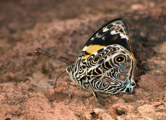 Smyrna blomfildia, Catarata Bayoz, La Merced, Peru - Adrian Hoskins