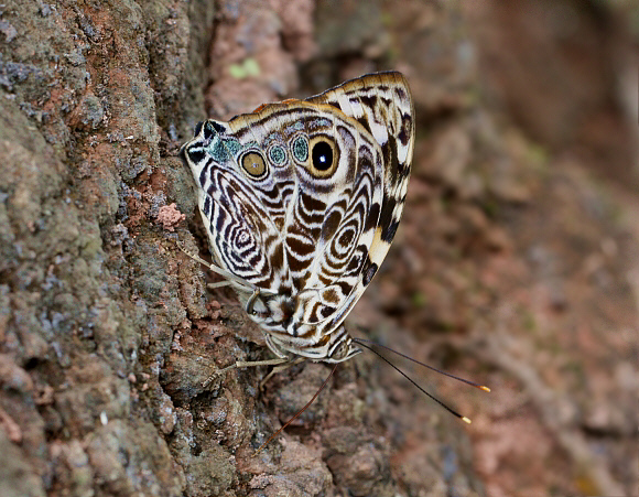 Smyrna blomfildia, Catarata Bayoz, La Merced, Peru - Adrian Hoskins