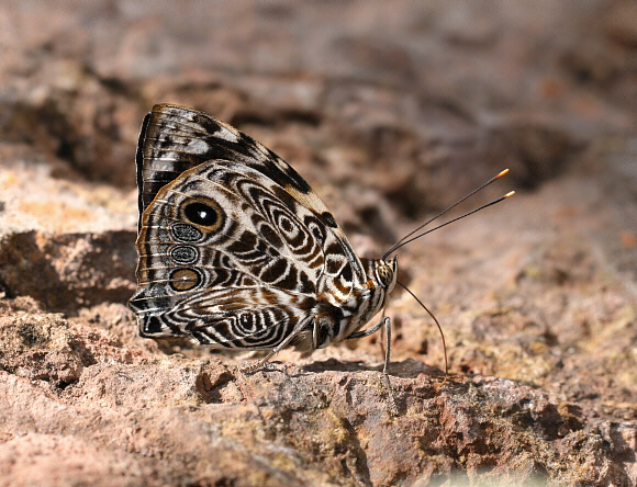 Smyrna blomfildia, Catarata Bayoz, La Merced, Peru - Adrian Hoskins