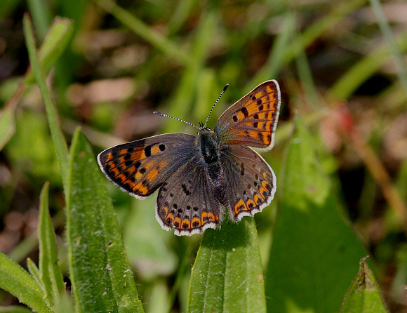 Sooty%20Copper%20femPBJ001a - Learn Butterflies