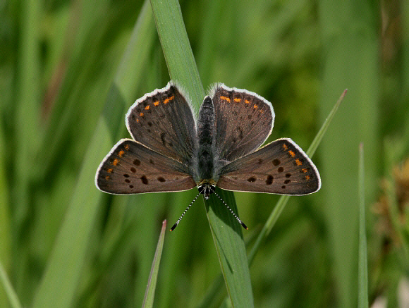 Sooty Copper