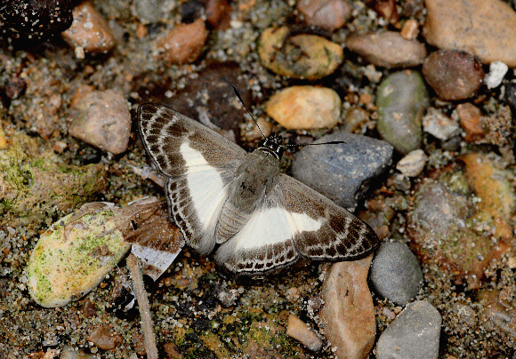 Sophista aristoteles, Rio Madre de Dios, Peru - Adrian Hoskins