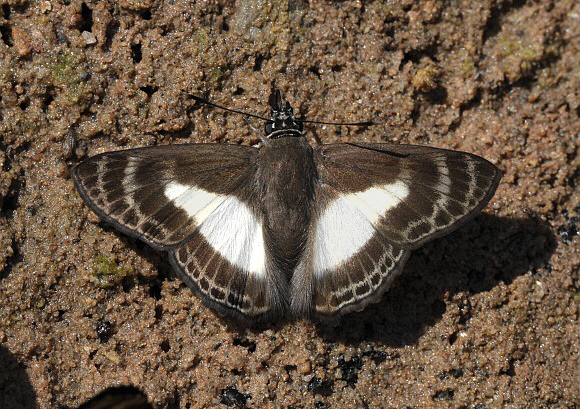 Aristotle’s Skipper