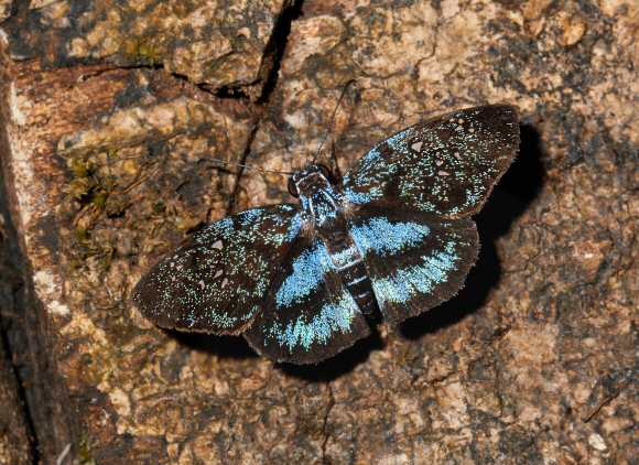 Festiva Skipper