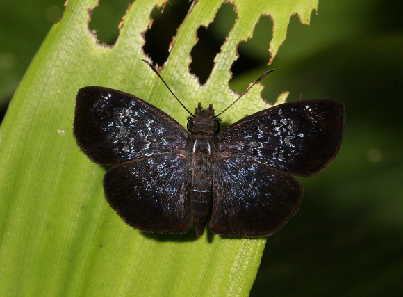 Pusilla Skipper