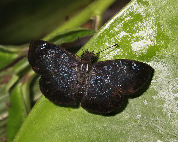 Sostrata pusilla, Satipo, Peru – Adrian Hoskins