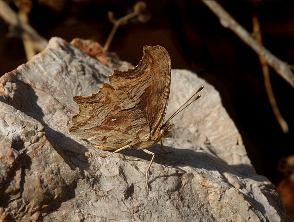 Southern%20Comma%20UNS%20PBJ002a - Learn Butterflies