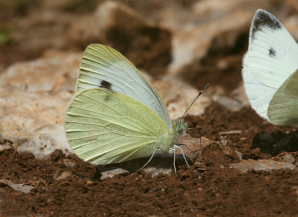 Southern Small White