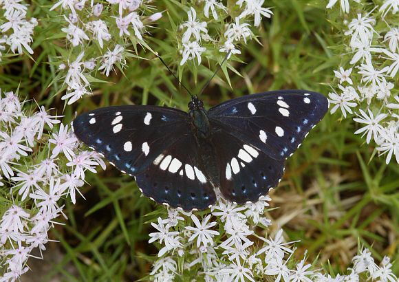 Southern White Admiral