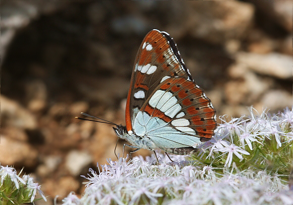 Southern%20White%20Admiral%20unsPBJ001a - Learn Butterflies