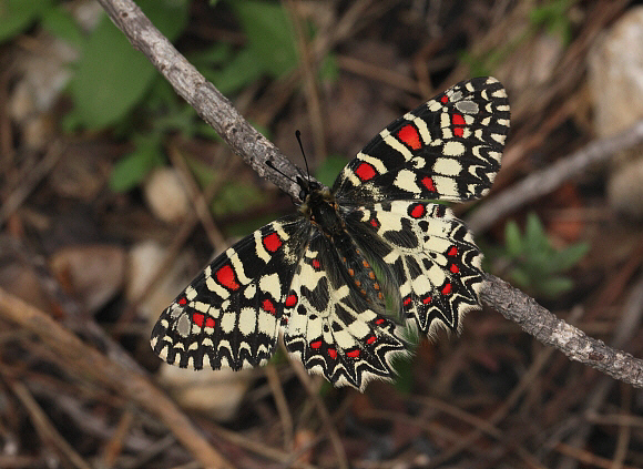 Spanish%20Festoon%20PBJ006a - Learn Butterflies