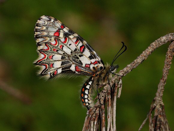 Spanish%20Festoon%20uns2%20PBJa - Learn Butterflies