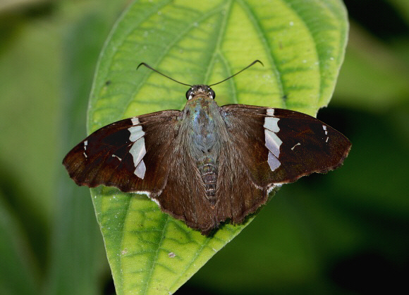 Angulate Spreadwing