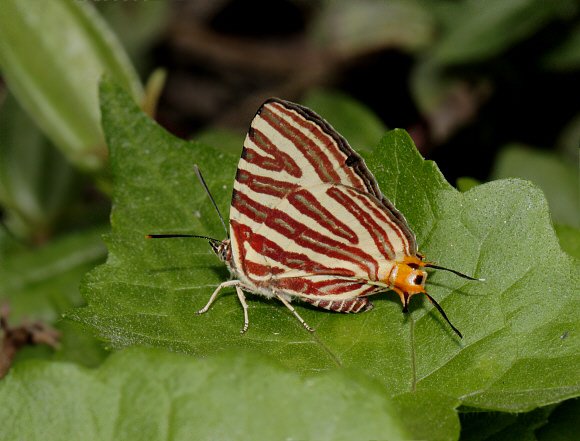 Long-banded Silverline