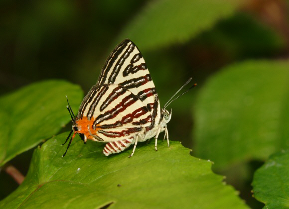 Spindasis seliga, Gopeng, West Malaysia - Adrian Hoskins