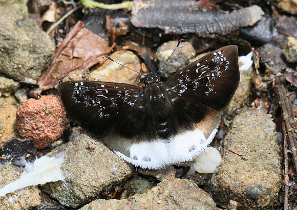 Spioniades abbreviata, Tatama NP, Colombia - Adrian Hoskins