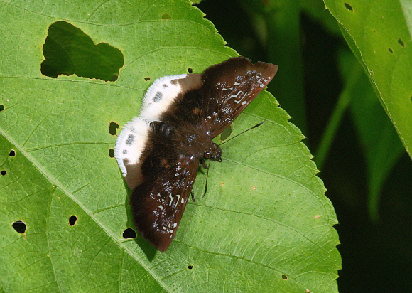 Spioniades abbreviata, Manu cloudforest, 900m, Peru - Adrian Hoskins