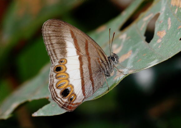 Magdalena Valley Ringlet