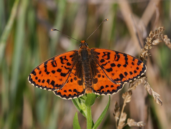 Spotted Fritillary