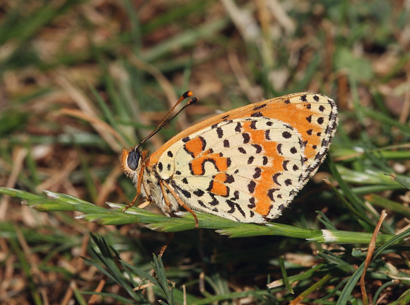 Spotted%20Fritillary%20uns%20PBJ001a - Learn Butterflies