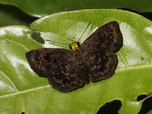 Green-headed Sootywing