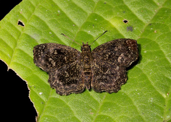 Speckled Sootywing